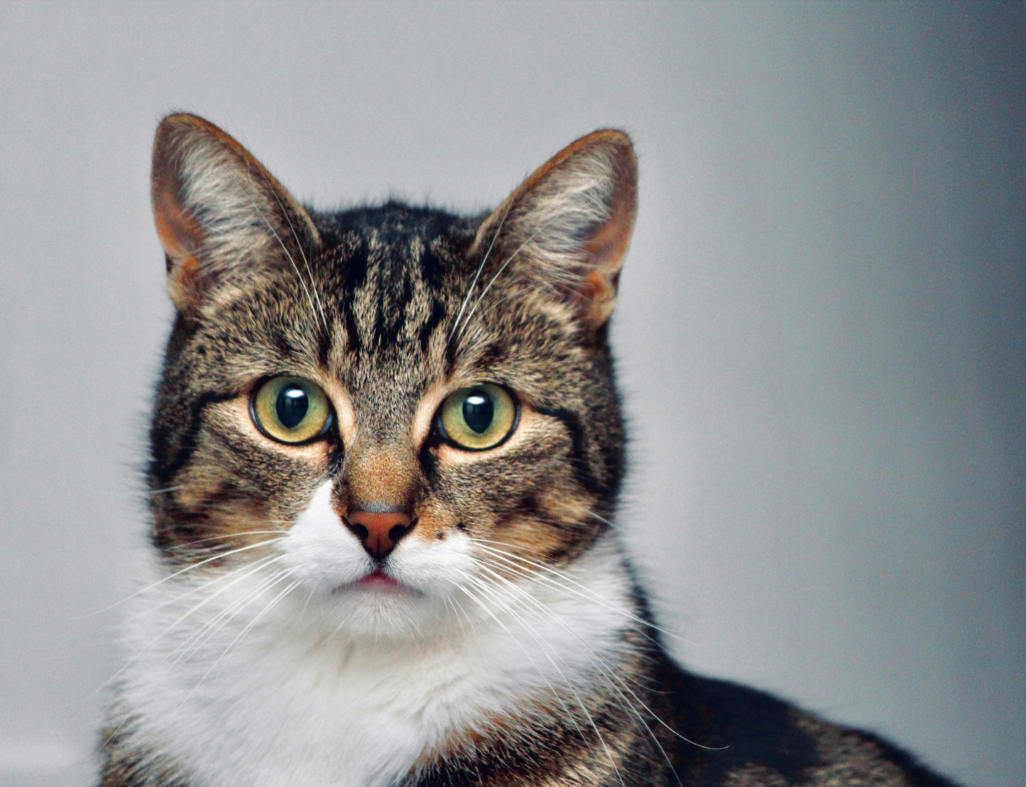Signs Your Cat Has an Ear or Eye Problem — and How to Keep Them Clean Natural