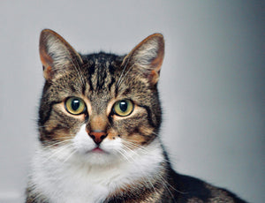 Signs Your Cat Has an Ear or Eye Problem — and How to Keep Them Clean Natural