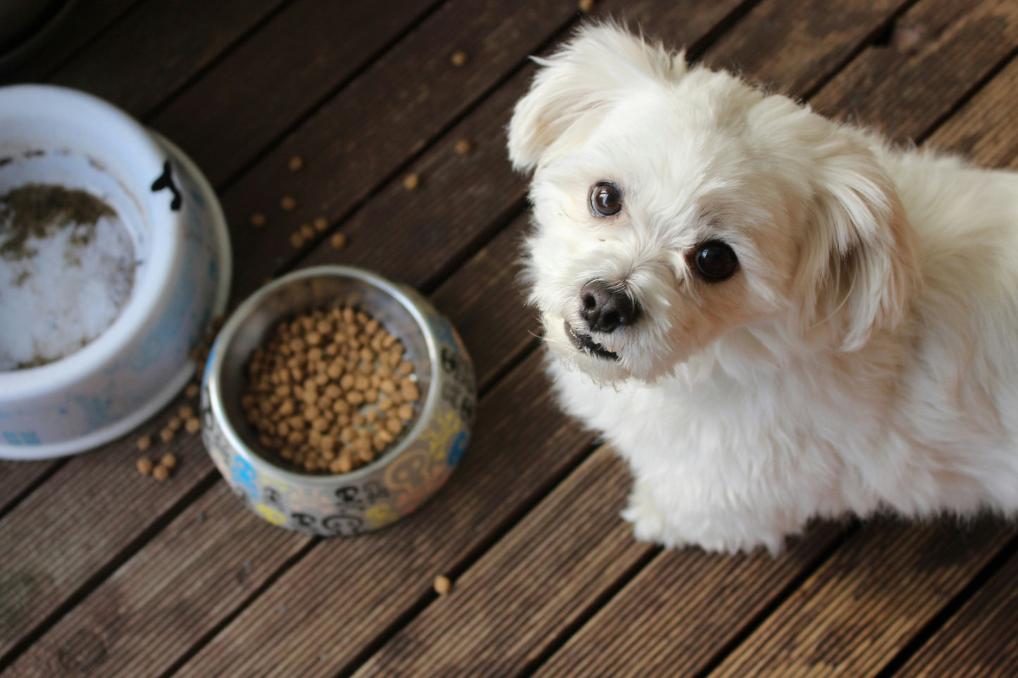 A Holistic Approach to Dog Care — What It Means and How to Build One