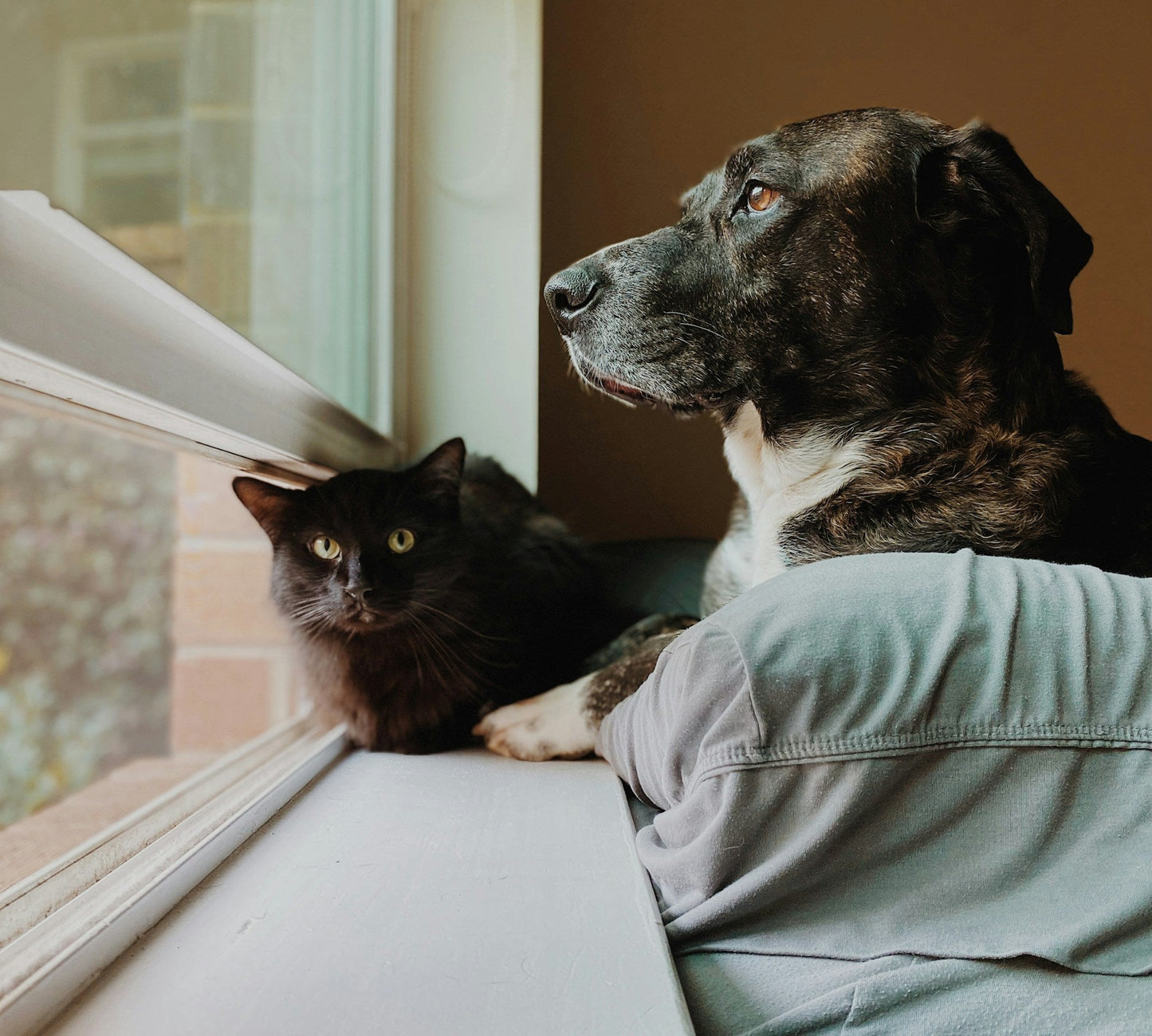 Why Are Pet Eye Drops Important in Spring and Summer?