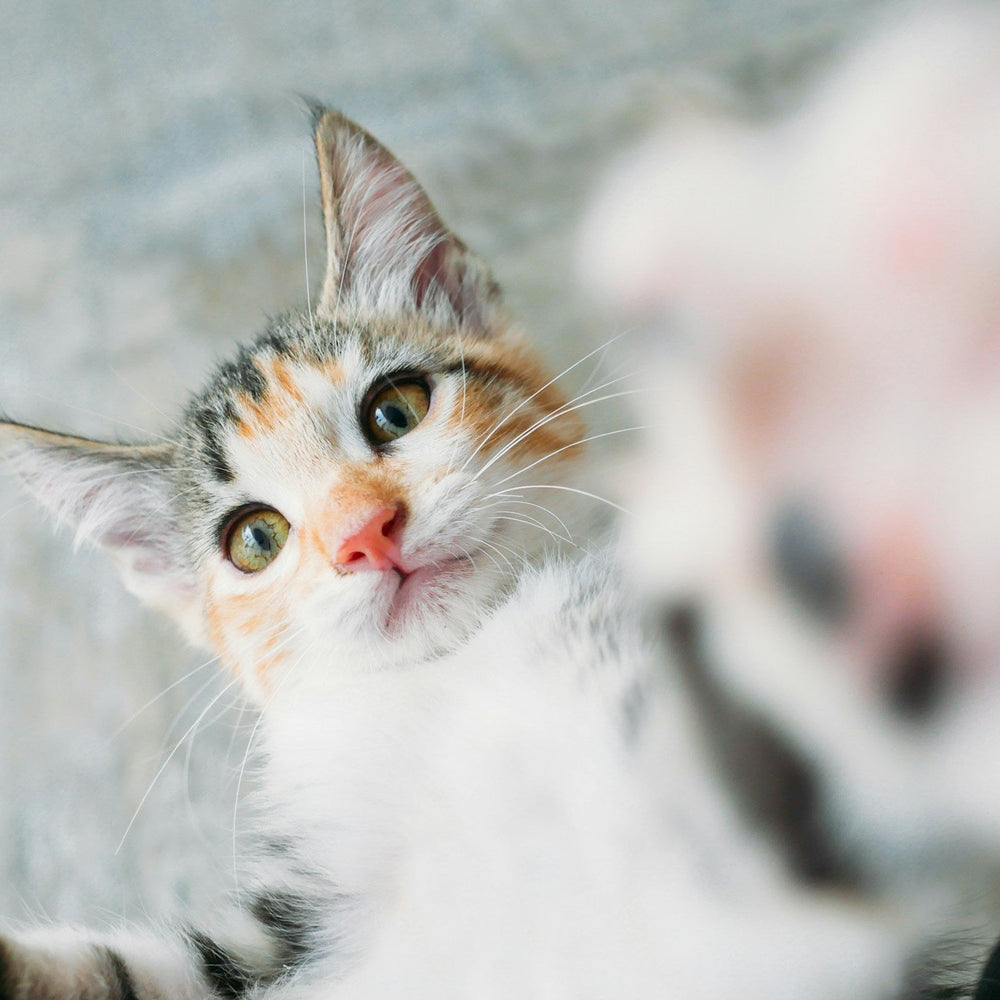 Cat Ear Care: Why It's Often Overlooked — and How to Support Clean, Co ...