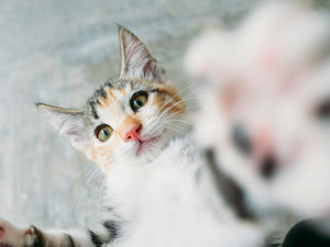 Cat Ear Care: Why It's Often Overlooked — and How to Support Clean, Comfortable Ears Naturally