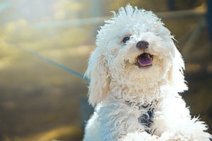 What's Behind Your Dog's Skin and Coat Condition?