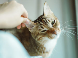 Why Your Cat Grooms Differently Than Your Dog (And What That Means for Their Care)