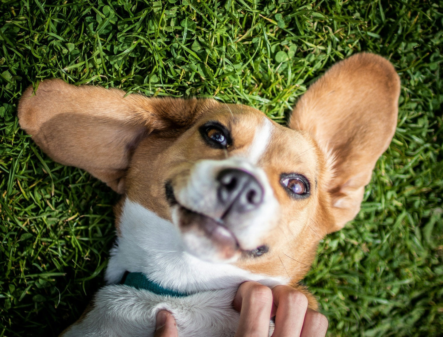 Pet Ear Problems: A Vet-Informed Guide to Symptoms, Causes and Home Care