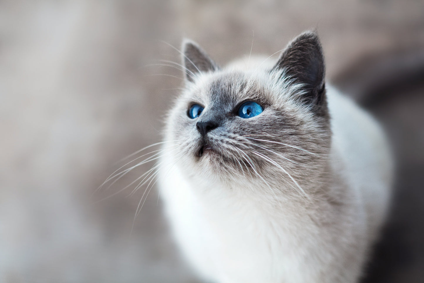Natural Care for Cats: What Every Cat Owner Should Have in Their Cupboard
