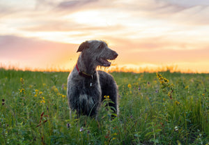 Tick and Flea Season in the UK — Why a Layered Approach Works Best