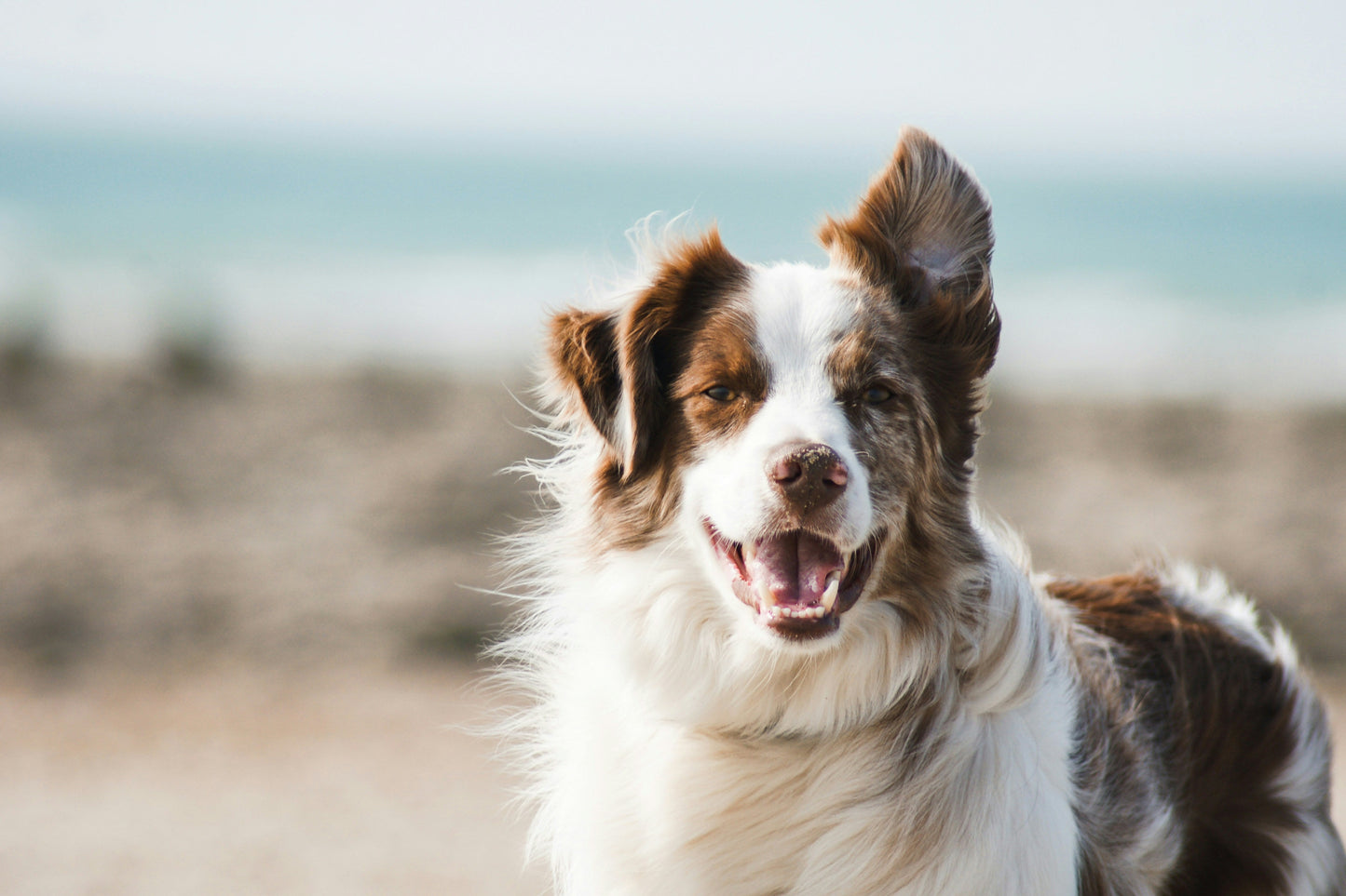 Herbal Support for Dogs: A Natural Approach to Skin, Joints and Digestion