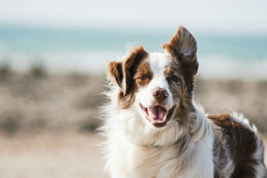 Herbal Support for Dogs: A Natural Approach to Skin, Joints and Digestion