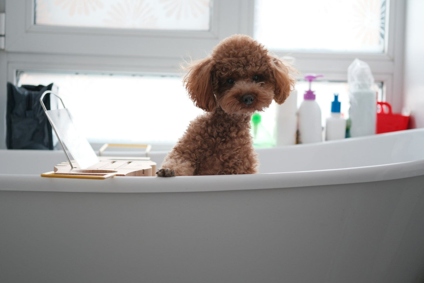 Natural vs Chemical Pet Care: What's Actually in Your Dog's Grooming Products?