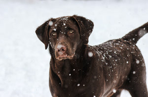 Winter Coat, Winter Comfort: Why Cold Weather Means More Than Just a Thicker Coat