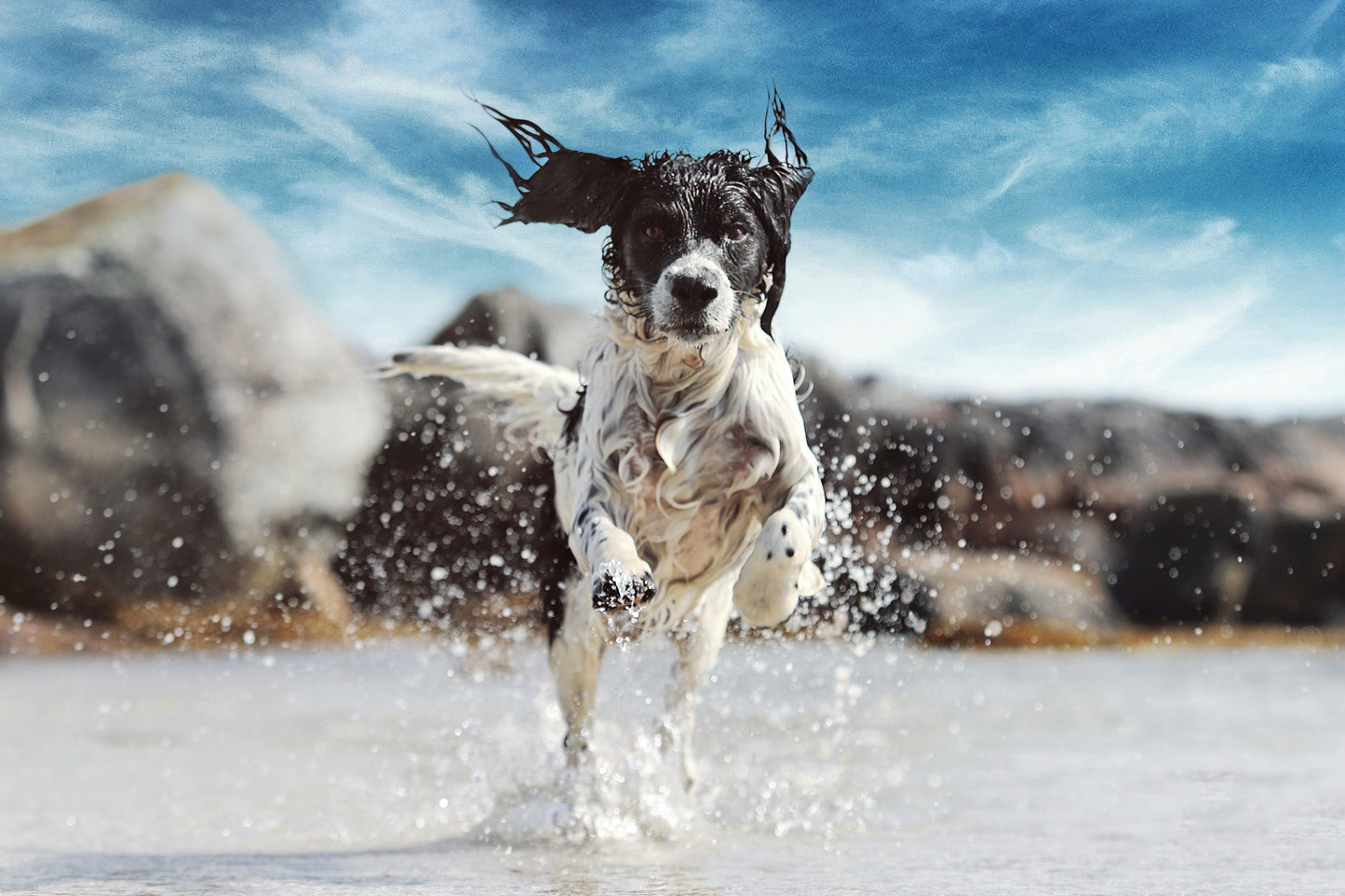 Active Dogs and Everyday Skin Care: A Natural Approach to Post-Activity Grooming