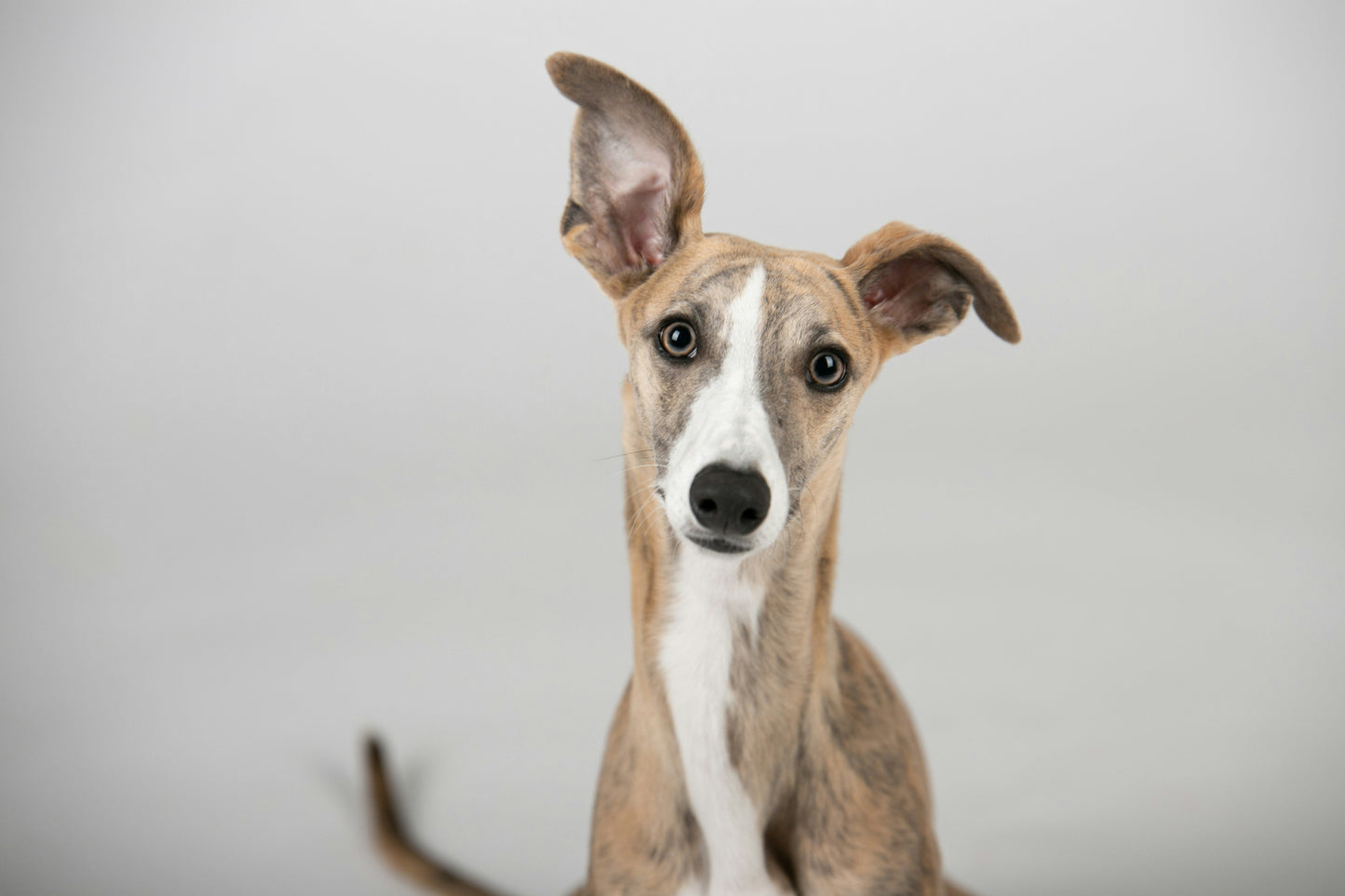 Signs Your Dog Has an Ear or Eye Problem — and How to Keep Them Clean Naturally