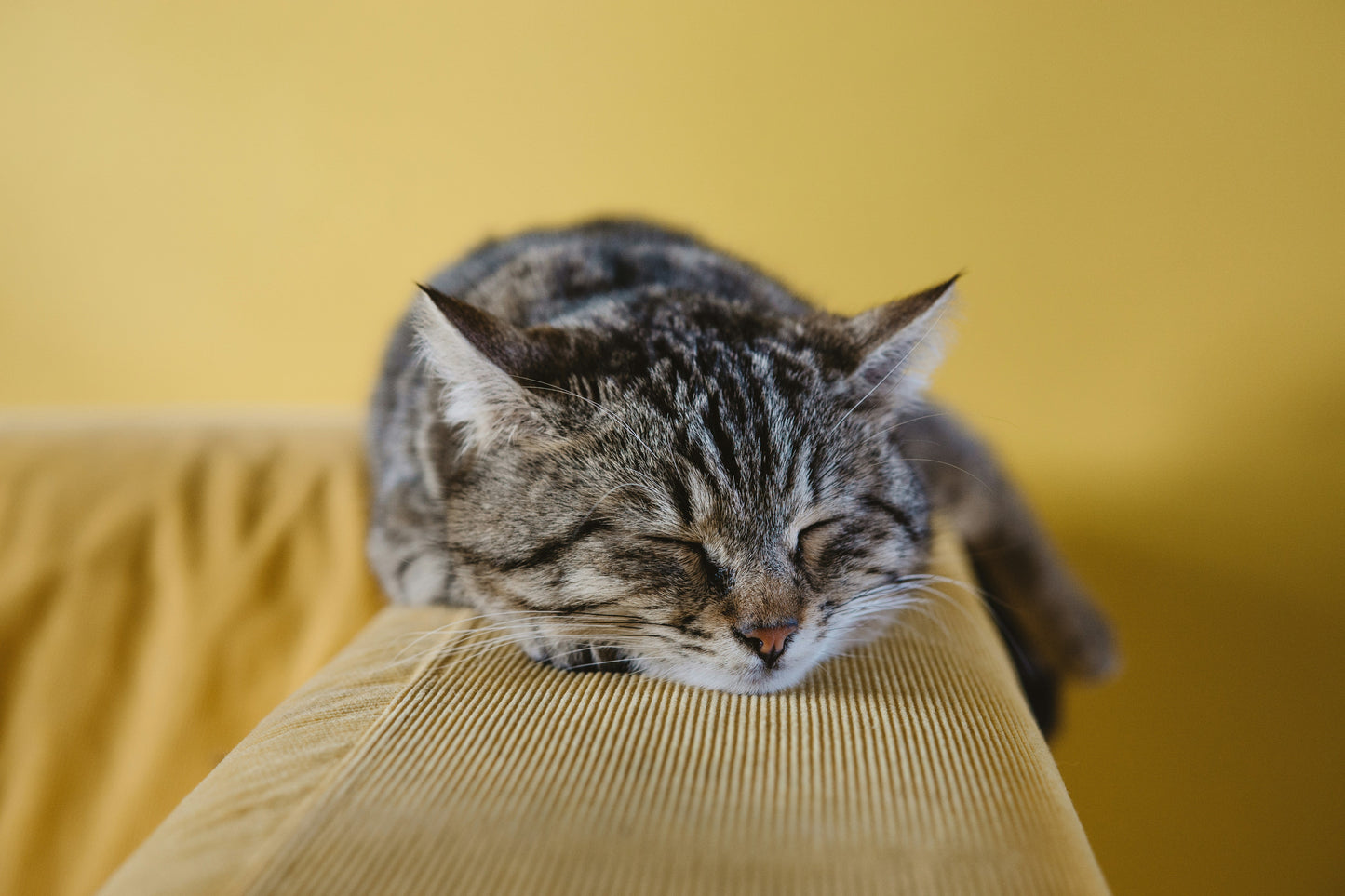 Cat Ear Care — Which Breeds Need the Most Attention and How to Build a Simple Routine
