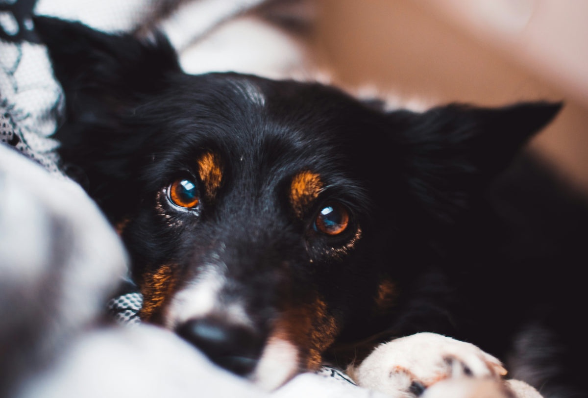 Dry Eye in Dogs: Signs to Watch For and Why Your Vet Comes First