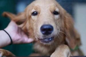 Why Does Your Dog Have Itchy Skin—and How Can You Soothe It Naturally?