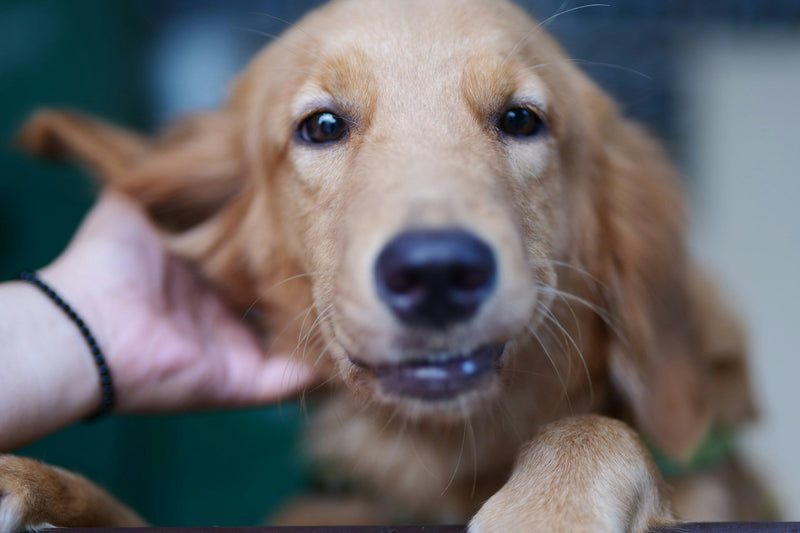Why Does Your Dog Have Itchy Skin—and How Can You Soothe It Naturally?