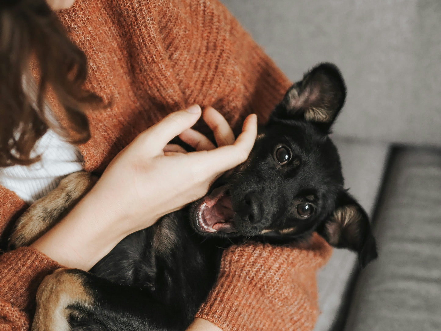 From Grazes to Itchy Skin: Why This Colloidal Silver Gel Belongs in Every Pet First Aid Kit