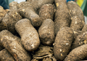 Wild Yam Root