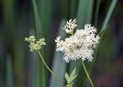 Meadowsweet plant