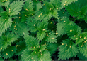 Nettle Leaf