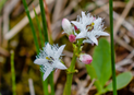 Bogbean Leaf