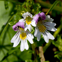 Euphrasia officinalis - Eyebright