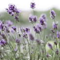 Lavandula angustifolia – Lavender