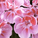 Pelargonium graveolens – Rose Geranium Oil