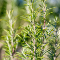 Rosemary (Rosmarinus officinalis)