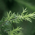 Melaleuca alternifolia – Tea Tree Oil